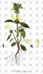 Image result for Galeopsis segetum