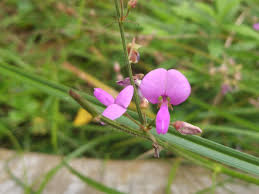 Attēlu rezultāti vaicājumam “Dianema depressum plasmodium”