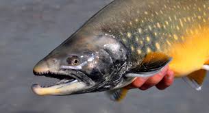 Image result for Salvelinus faroensis