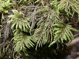 Attēlu rezultāti vaicājumam “Thamnobryum alopecurum”