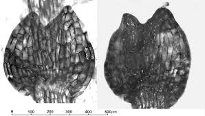 Attēlu rezultāti vaicājumam “Calypogeia muelleriana”