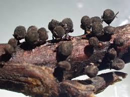 Attēlu rezultāti vaicājumam “Diderma testaceum sessile”