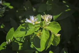 Attēlu rezultāti vaicājumam “Frangula alnus flower”