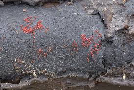 Attēlu rezultāti vaicājumam “Nectria episphaeria”