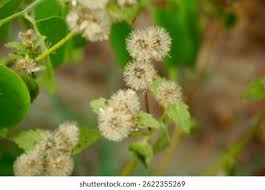 Attēlu rezultāti vaicājumam “Hieracium vulgatum bud”