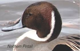 Attēlu rezultāti vaicājumam “Anas acuta male”