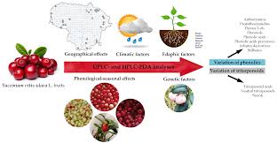 Attēlu rezultāti vaicājumam “Vaccinium vitis-idaea fruit”