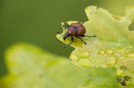 Attēlu rezultāti vaicājumam “Attelabus nitens”