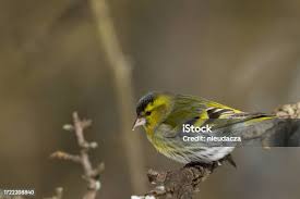 Attēlu rezultāti vaicājumam “Carduelis spinus”