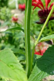 Attēlu rezultāti vaicājumam “Diderma montanum stalked”