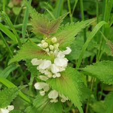 Attēlu rezultāti vaicājumam “Lamium album flower”
