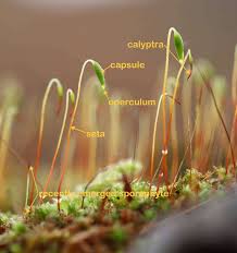 Attēlu rezultāti vaicājumam “sporophyte”