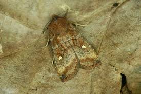 Attēlu rezultāti vaicājumam “Eupsilia transversa”