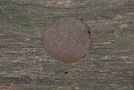 Attēlu rezultāti vaicājumam “Tubifera applanata spores”