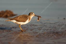 Attēlu rezultāti vaicājumam “Actitis hypoleucos”