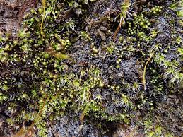 Attēlu rezultāti vaicājumam “Bryum amblyodon”
