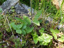 Attēlu rezultāti vaicājumam “Hieracium murorum leaf”
