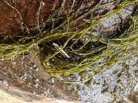 Attēlu rezultāti vaicājumam “Lemanea fluviatilis”