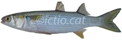 Image result for Mugil