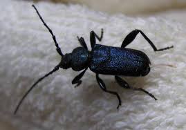 Attēlu rezultāti vaicājumam “Callidium violaceum”