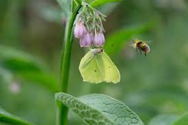 Attēlu rezultāti vaicājumam “Gonepteryx rhamni male”