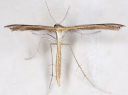 Attēlu rezultāti vaicājumam “Stenoptilia pterodactyla”