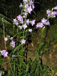 Attēlu rezultāti vaicājumam “Campanula persicifolia leaf”