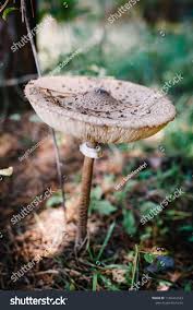 Attēlu rezultāti vaicājumam “Rozites caperata”