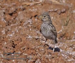 Image result for Calandrella rufescens