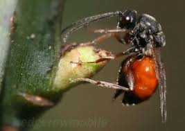 Attēlu rezultāti vaicājumam “Diplolepis rosae”