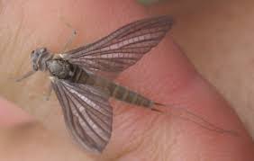 Attēlu rezultāti vaicājumam “Ephemeroptera imago”