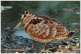 Attēlu rezultāti vaicājumam “Scolopax rusticola”