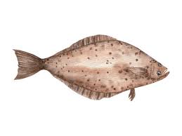 Image result for Hippoglossus hippoglossus