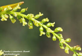 Attēlu rezultāti vaicājumam “Populus x canadensis fruit”