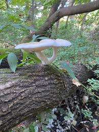 Attēlu rezultāti vaicājumam “Hypsizygus ulmarius”