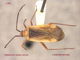 Attēlu rezultāti vaicājumam “Adelphocoris lineolatus imago”