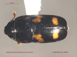 Attēlu rezultāti vaicājumam “Glischrochilus quadripunctatus imago”