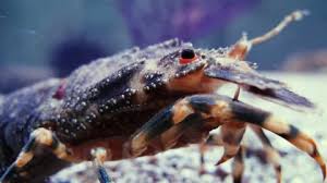 Image result for Scyllarides latus