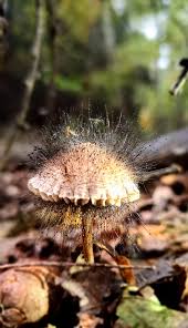 Attēlu rezultāti vaicājumam “Spinellus fusiger”