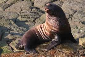 Image result for Eumetopias jubatus