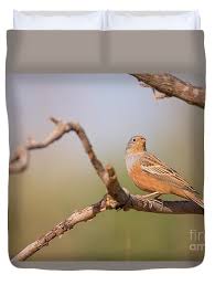 Image result for Emberiza caesia