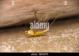 Attēlu rezultāti vaicājumam “Heptagenia sulphurea female”