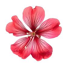 Attēlu rezultāti vaicājumam “Geranium palustre flower”