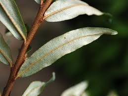Attēlu rezultāti vaicājumam “Hippophae rhamnoides leaf”