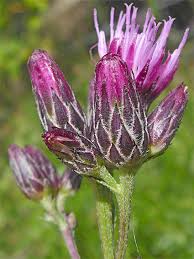 Attēlu rezultāti vaicājumam “Serratula tinctoria leaf”
