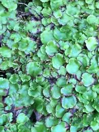 Attēlu rezultāti vaicājumam “Marchantiopsida”