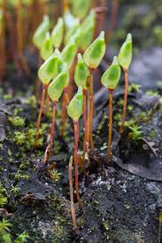 Attēlu rezultāti vaicājumam “Buxbaumia aphylla”