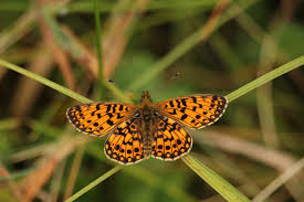 Attēlu rezultāti vaicājumam “Clossiana selene”