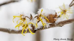 Attēlu rezultāti vaicājumam “Hamamelis virginiana flower”