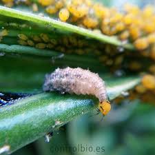 Attēlu rezultāti vaicājumam “Phronia sp. larva”
